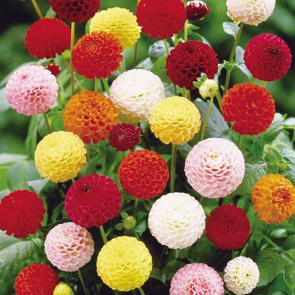 Amazon.co.jp: ダリア 球根 切花向きポンポンセット 5色5球 (各1球